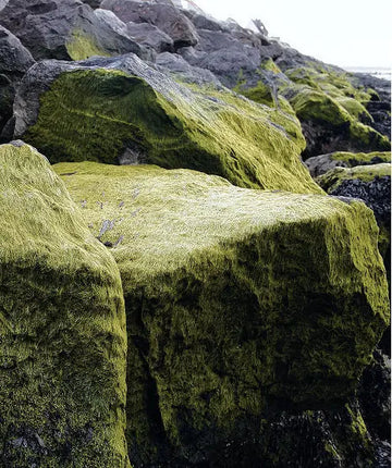 The-Wonder-Ingredient-Wakame skonskincare