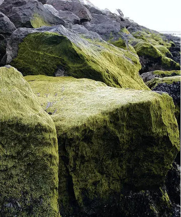 The-Wonder-Ingredient-Wakame skonskincare