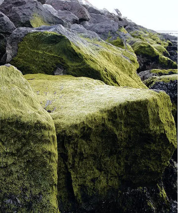 The-Wonder-Ingredient-Wakame skonskincare